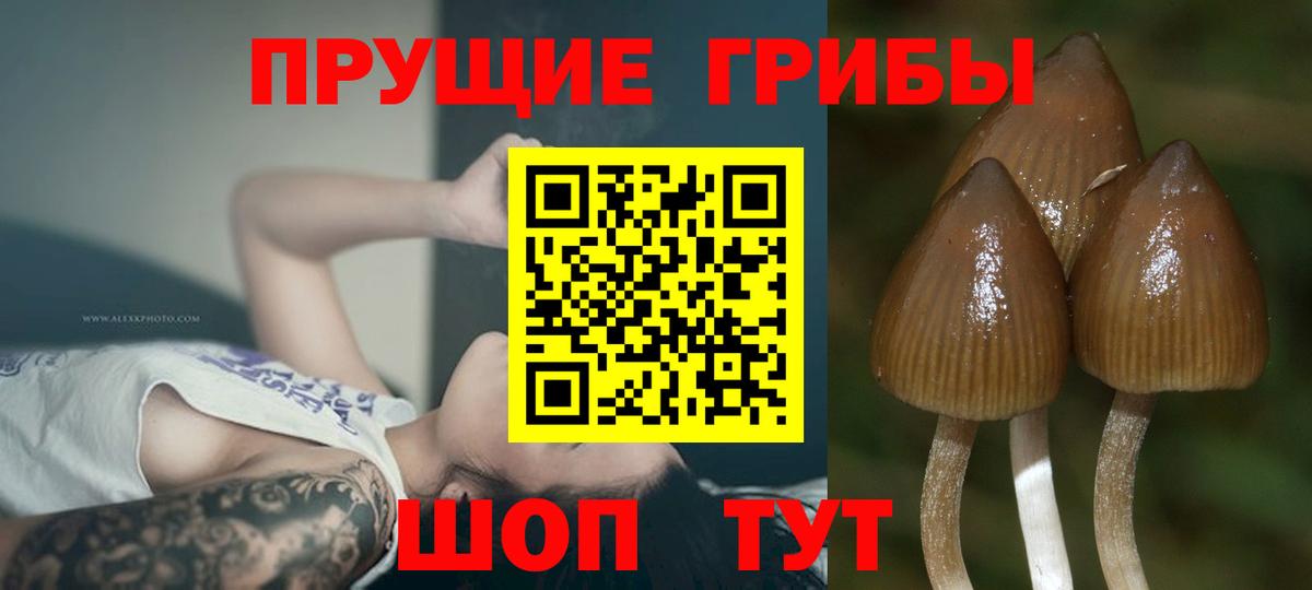 хочу наркоту  Вход с VPN  Тулун  Галлюциногенные грибы Magic Shrooms 